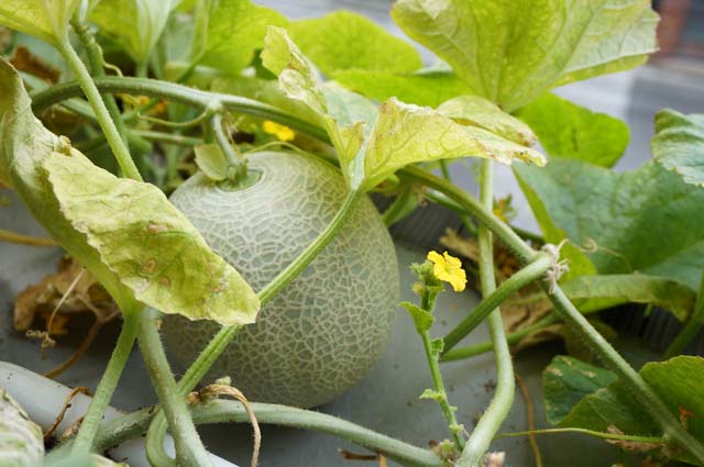 ついに収穫！家庭菜園で育てたメロン味は？ | まあくんのなんでも体験記。